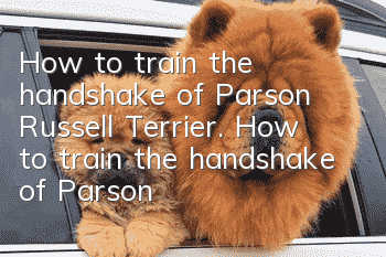 How to train the handshake of Parson Russell Terrier. How to train the handshake of Parson Russell Terrier.