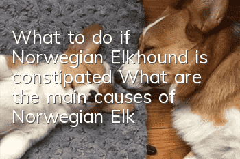 What to do if Norwegian Elkhound is constipated? What are the main causes of Norwegian Elkhound constipation?