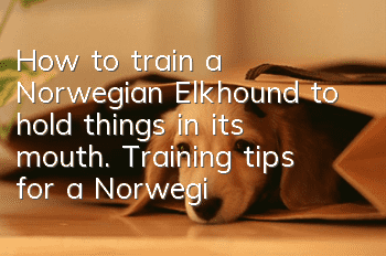 How to train a Norwegian Elkhound to hold things in its mouth. Training tips for a Norwegian Elkhound to hold things in its mouth.