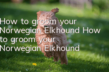 How to groom your Norwegian Elkhound How to groom your Norwegian Elkhound