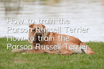 How to train the Parson Russell Terrier How to train the Parson Russell Terrier