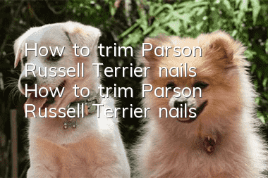 How to trim Parson Russell Terrier nails How to trim Parson Russell Terrier nails