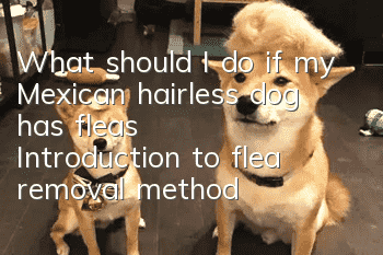 What should I do if my Mexican hairless dog has fleas? Introduction to flea removal methods