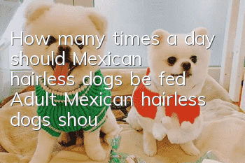 How many times a day should Mexican hairless dogs be fed? Adult Mexican hairless dogs should be fed twice a day.