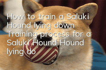 How to train a Saluki Hound lying down? Training process for a Saluki Hound Hound lying down