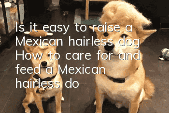 Is it easy to raise a Mexican hairless dog? How to care for and feed a Mexican hairless dog?