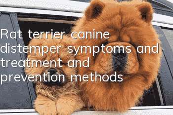 Rat terrier canine distemper symptoms and treatment and prevention methods