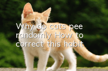 Why do cats pee randomly? How to correct this habit?