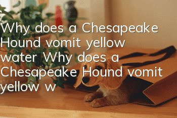 Why does a Chesapeake Hound vomit yellow water? Why does a Chesapeake Hound vomit yellow water?