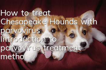 How to treat Chesapeake Hounds with parvovirus? Introduction to parvovirus treatment methods