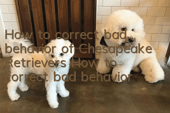 How to correct bad behavior of Chesapeake Retrievers How to correct bad behavior