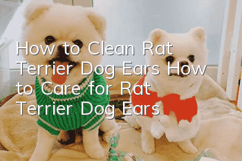 How to Clean Rat Terrier Dog Ears How to Care for Rat Terrier Dog Ears