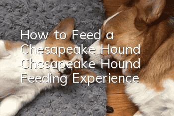 How to Feed a Chesapeake Hound Chesapeake Hound Feeding Experience