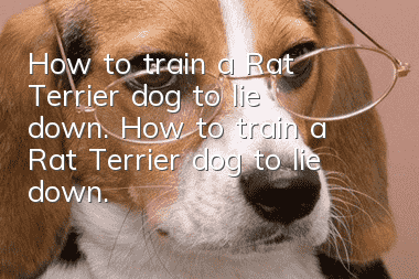 How to train a Rat Terrier dog to lie down. How to train a Rat Terrier dog to lie down.