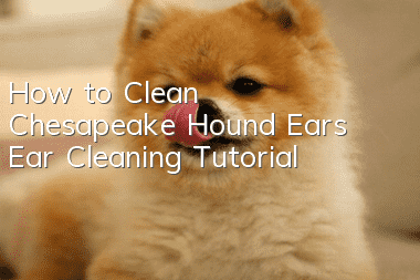 How to Clean Chesapeake Hound Ears Ear Cleaning Tutorial