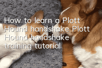 How to learn a Plott Hound handshake Plott Hound handshake training tutorial