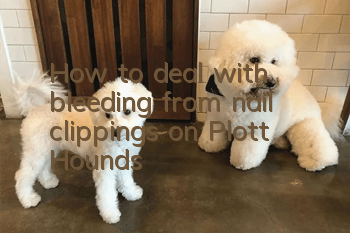 How to deal with bleeding from nail clippings on Plott Hounds