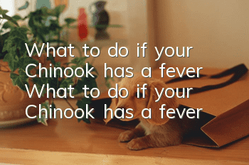 What to do if your Chinook has a fever? What to do if your Chinook has a fever?