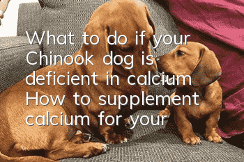 What to do if your Chinook dog is deficient in calcium? How to supplement calcium for your Chinook dog?