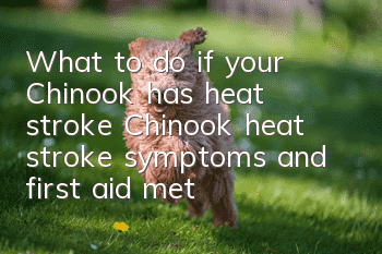 What to do if your Chinook has heat stroke? Chinook heat stroke symptoms and first aid methods