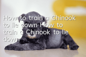 How to train a Chinook to lie down How to train a Chinook to lie down