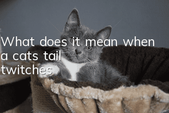 What does it mean when a cat's tail twitches?