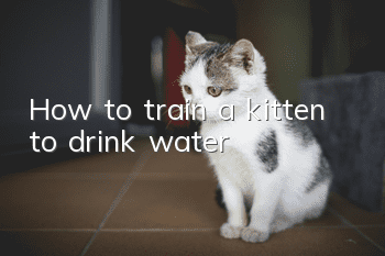 How to train a kitten to drink water?