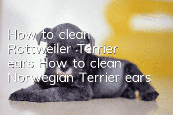 How to clean Rottweiler Terrier ears How to clean Norwegian Terrier ears