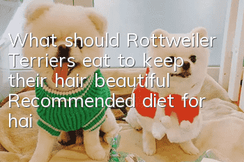 What should Rottweiler Terriers eat to keep their hair beautiful? Recommended diet for hair beauty.