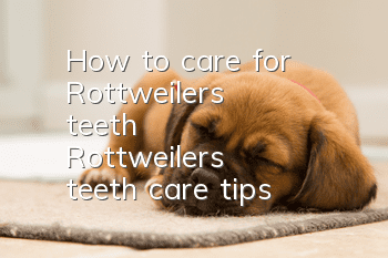 How to care for Rottweiler's teeth Rottweiler's teeth care tips