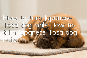 How to trim Japanese Tosa dog nails How to trim Japanese Tosa dog nails