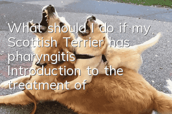 What should I do if my Scottish Terrier has pharyngitis? Introduction to the treatment of pharyngitis