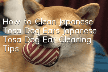 How to Clean Japanese Tosa Dog Ears Japanese Tosa Dog Ear Cleaning Tips