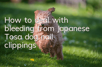 How to deal with bleeding from Japanese Tosa dog nail clippings