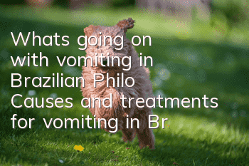 What's going on with vomiting in Brazilian Philo? Causes and treatments for vomiting in Brazilian Philo