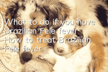 What to do if you have Brazilian Fele fever? How to treat Brazilian Fele fever?