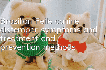 Brazilian Feile canine distemper symptoms and treatment and prevention methods
