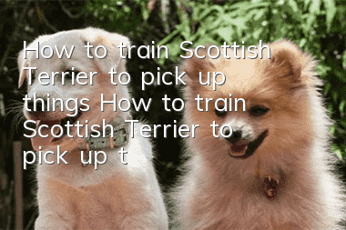 How to train Scottish Terrier to pick up things How to train Scottish Terrier to pick up things