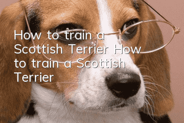 How to train a Scottish Terrier How to train a Scottish Terrier