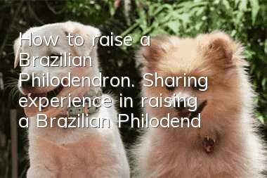 How to raise a Brazilian Philodendron. Sharing experience in raising a Brazilian Philodendron dog.