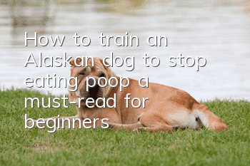 How to train an Alaskan dog to stop eating poop, a must-read for beginners!