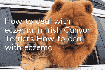 How to deal with eczema in Irish Canyon Terriers How to deal with eczema