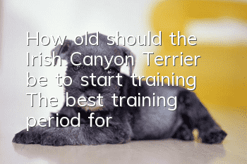 How old should the Irish Canyon Terrier be to start training? The best training period for the Irish Canyon Terrier