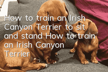 How to train an Irish Canyon Terrier to sit and stand How to train an Irish Canyon Terrier to sit and stand