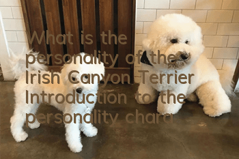 What is the personality of the Irish Canyon Terrier? Introduction to the personality characteristics of the Irish Canyon Terrier
