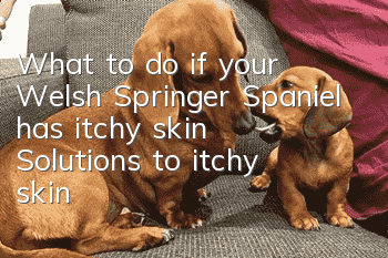 What to do if your Welsh Springer Spaniel has itchy skin? Solutions to itchy skin