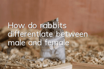 How do rabbits differentiate between male and female?