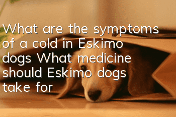 What are the symptoms of a cold in Eskimo dogs? What medicine should Eskimo dogs take for colds?