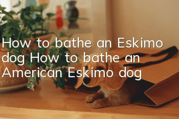 How to bathe an Eskimo dog? How to bathe an American Eskimo dog?