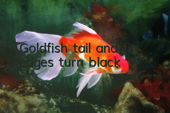 Goldfish tail and fin edges turn black